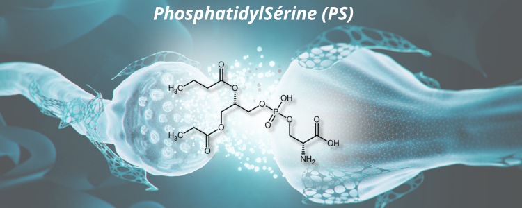structure moléculaire de phosphatidylSérine