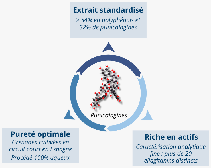 Un extrait de grenade de qualité premium