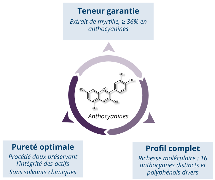 Un extrait de myrtille hautement concentré et purifié