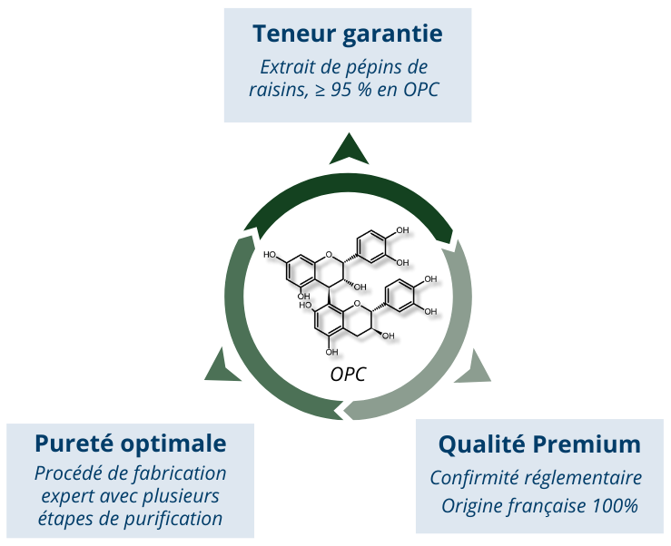 OPC de raisin : un concentré premium issu de l’upcycling viticole