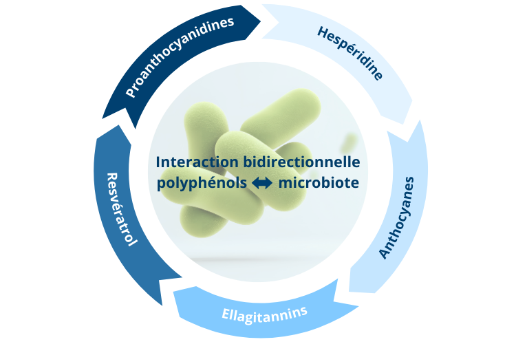 Protecteol Microbiote : La synergie polyphénols & microbiote