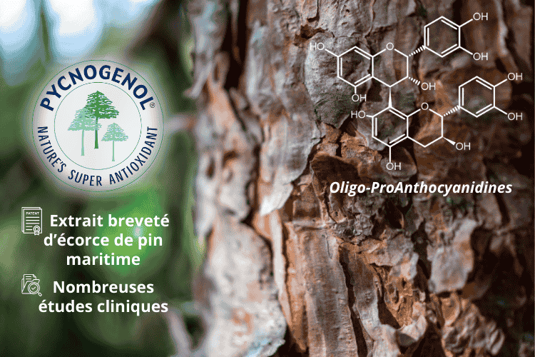 Qu'est-ce que le pycnogenol