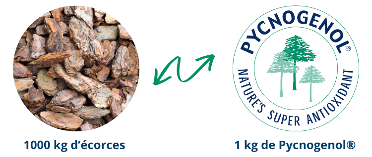 1000 kg d'écorces équivalent à Extraction pycnogenol 