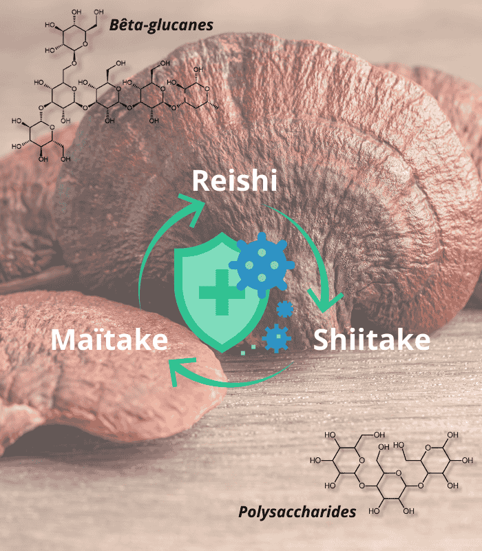 Les bienfaits de RSM pour l'immunité