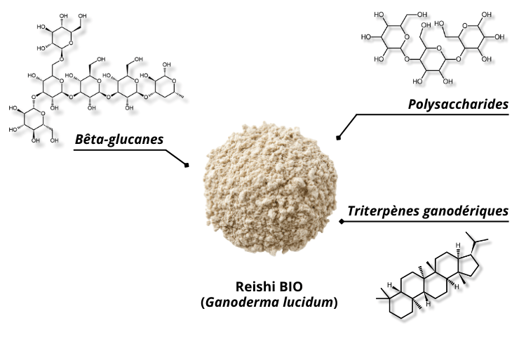 Structures moléculaires des principes actifs du Reishi