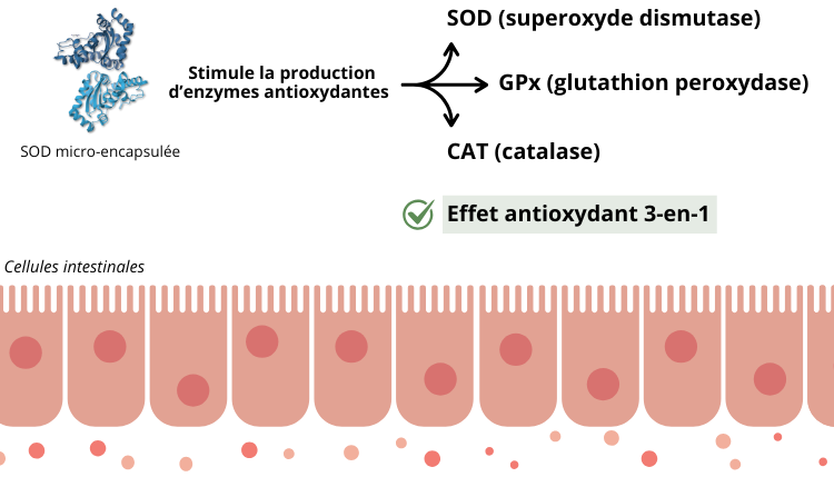 Un effet antioxydant renforcé : 3 en 1