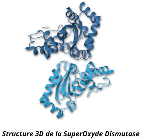 La SOD, une enzyme antioxydante unique