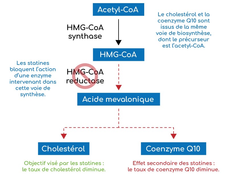 L'enzyme inhibée par les statines intervient dans la voie de biosynthèse commune au cholestrol et à la coenzyme q10