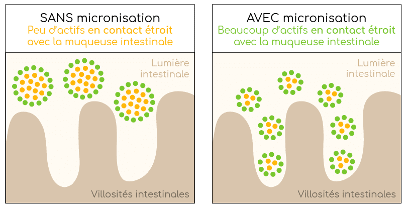 Technologie capsutech de micronisation pour une meilleure assimilation des ginsénosides