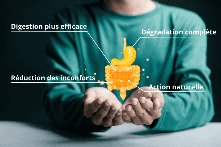 les effets d'ultrazym pour la digestion
