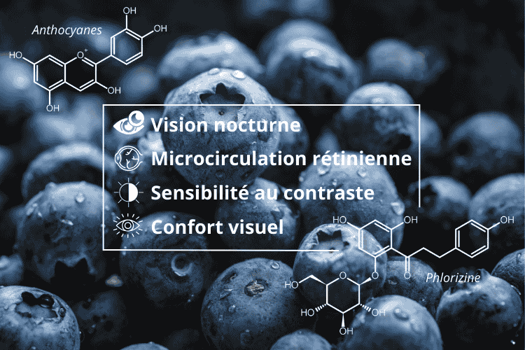 Un extrait de myrtilles ultra concentré en anthocyanes