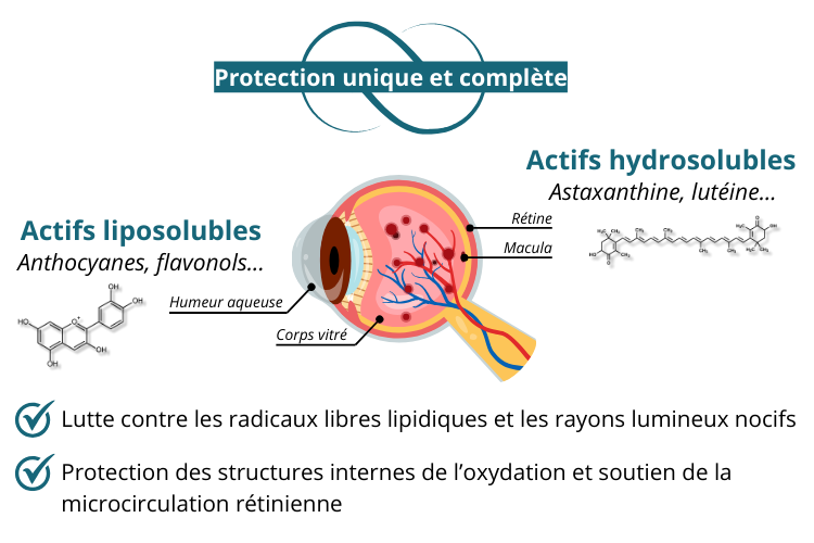 Une action synergique composes hydrosolubles et liposolubles