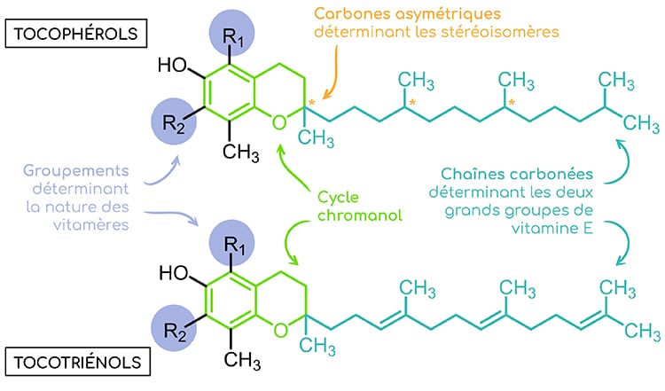 C'est pour qui la whey isolate Bio Nutratrail Une vitamine E sous formes 100 % naturelles