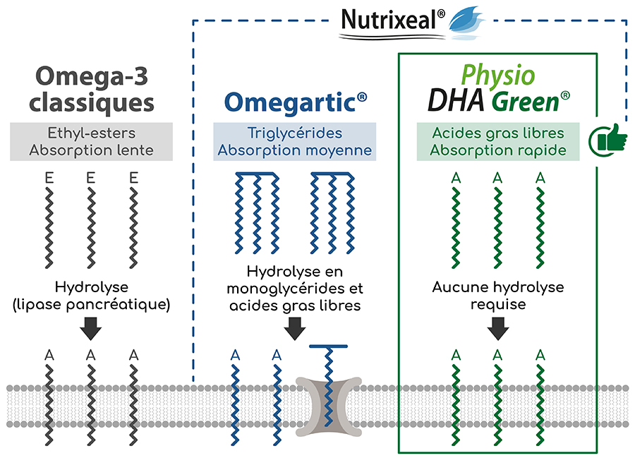 Mode d'absorption des acides gras libres de Physio DHA Green Nutrixeal