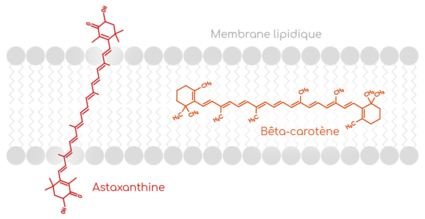L'astaxanthine se positionne de manière transverse dans les membranes biologiques