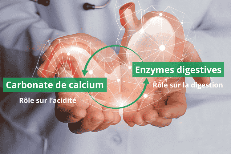 Association synergique de carbonate de calcium et enzymes digestives