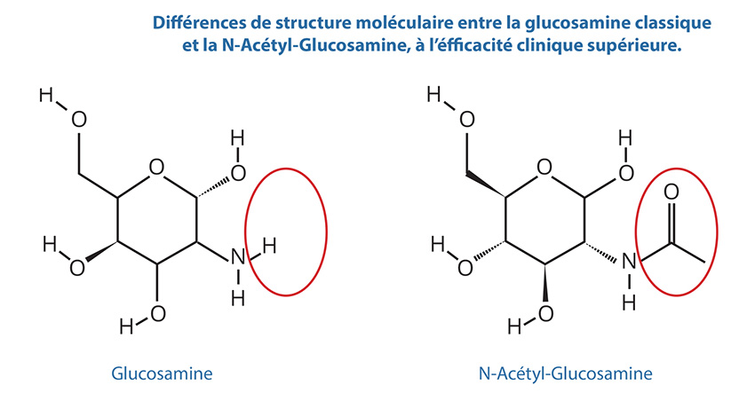 Différences entre glucosamine et N-acetyl-glucosamine