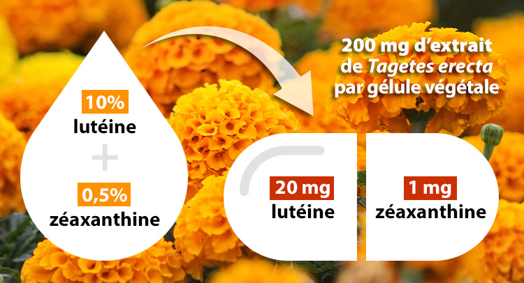 Ultra lutéine : lutéine FloraGLO