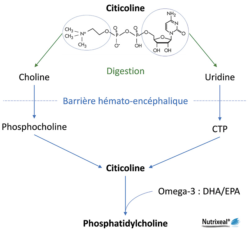 Métabolisme de la citicoline