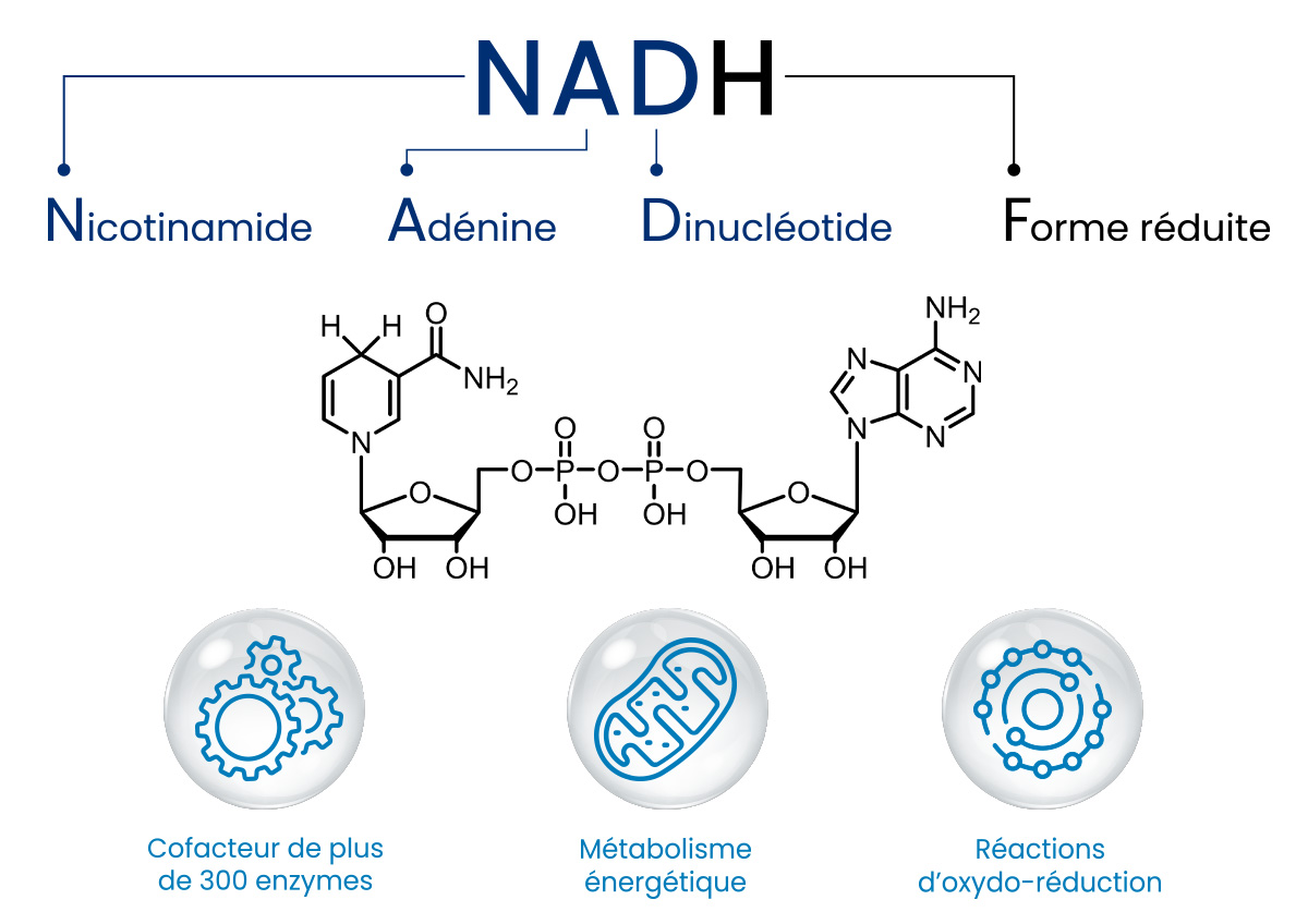 NADH Nutrixeal Nicotinamide Adénine Dinucléotide réduit