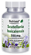 Scutellaria baicalensis (scutellaire, baical skullcap) hautement concentrée et standardisée en baicaline.