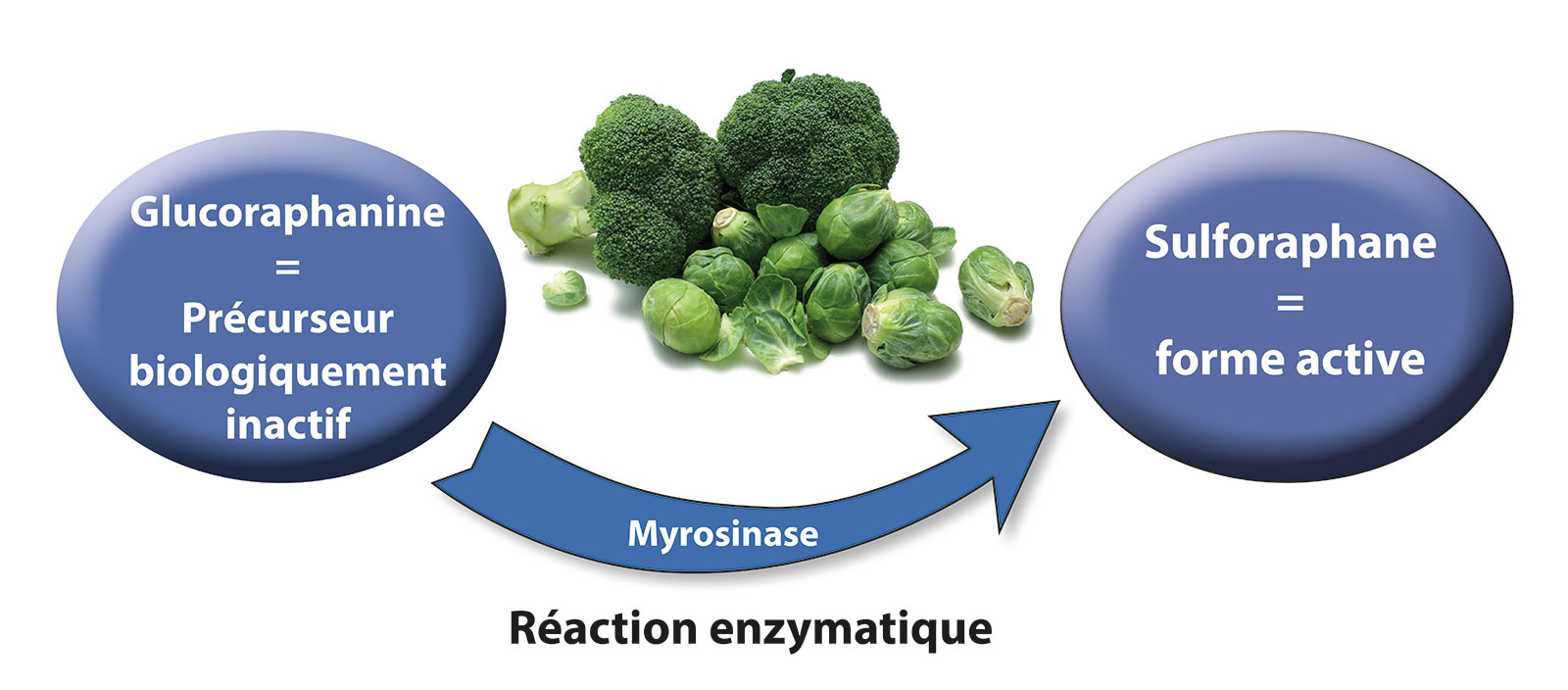 La réaction entre la glucopharanine, le sulforaphane et la myronase