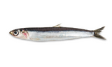 Huile de poissons